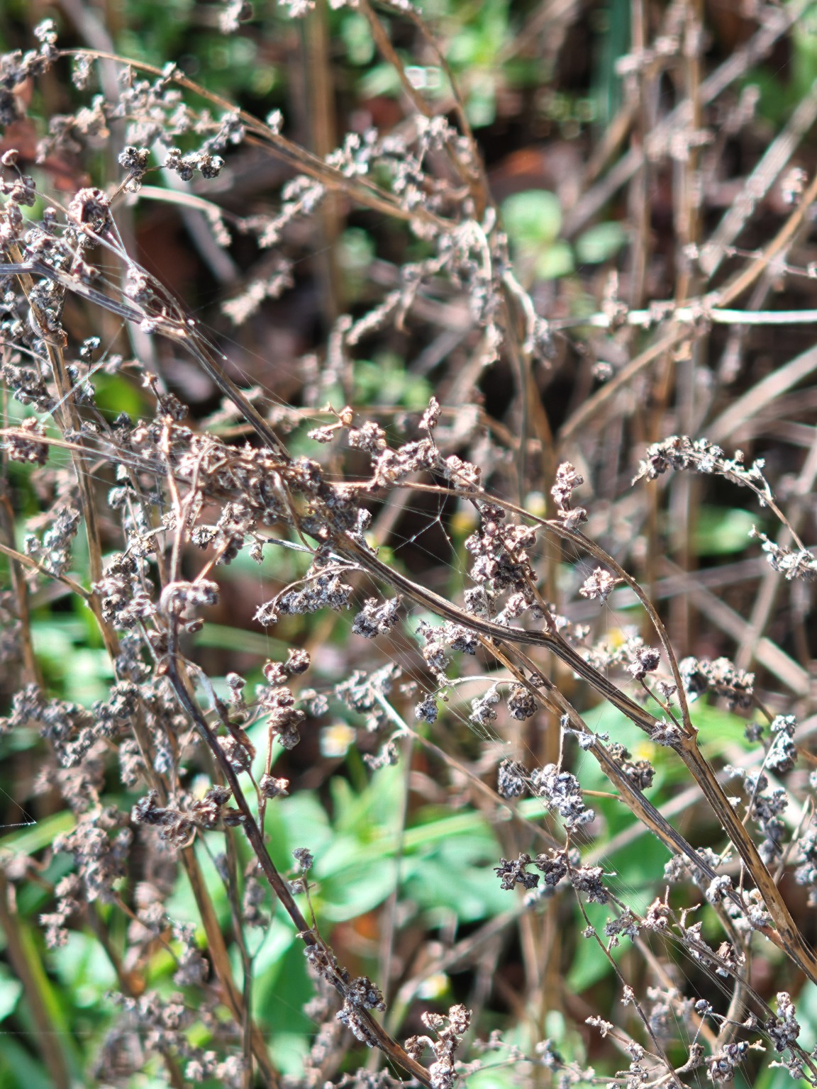 Fine sunlit spider-silk threads crossing dry seed heads and stems, photographed against green leaves